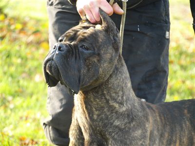 Furia Des anges gardiens d'Almaes