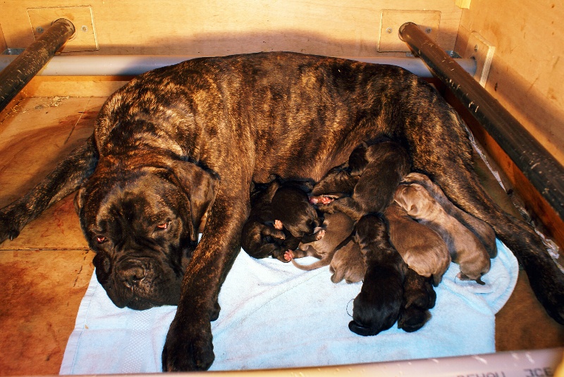 Chiot Cane Corso Des anges gardiens d'Almaes